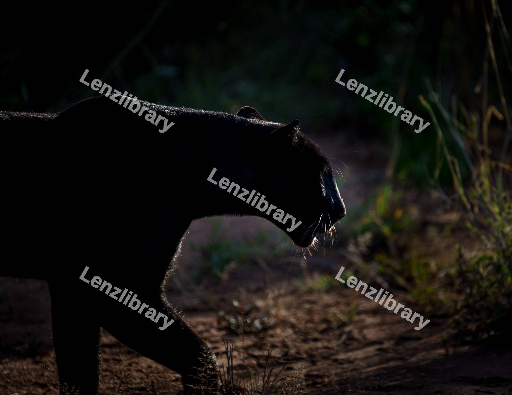 Silhouette of a black panther